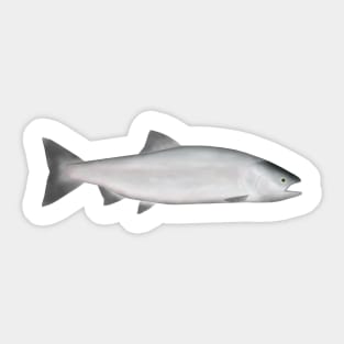 Pink Salmon - Ocean Phase Sticker